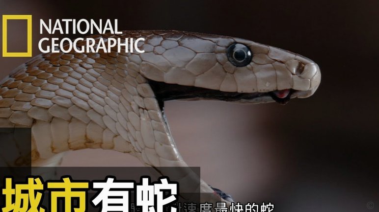 瑞士队世界杯训练营暗藏致命蛇区，四种毒蛇潜伏