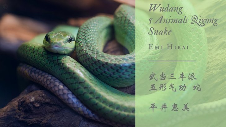 瑞士队世界杯训练营周围有蛇出没，当地共有四种有毒响尾蛇